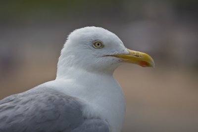 obligatory  Herring gull