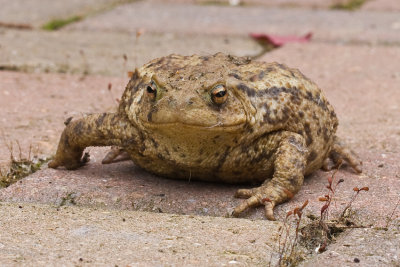The not so common Common Toad