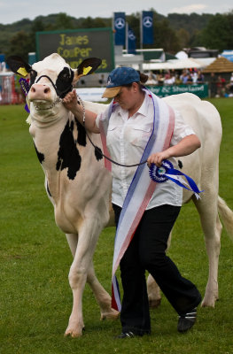 pantomime cow ?