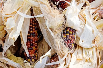 indian corn.jpg
