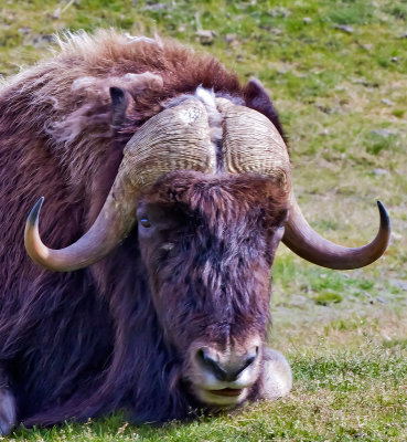 Why the long face?