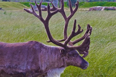 _MG_15163.jpg