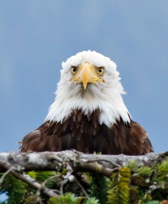 alaska_wildlife