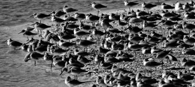 _MG_20994bw.jpg