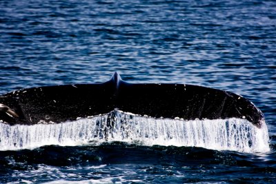 tail 10-1.jpg