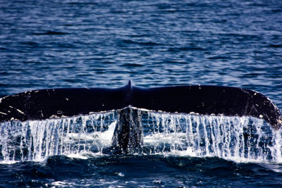 tail 10-2.jpg