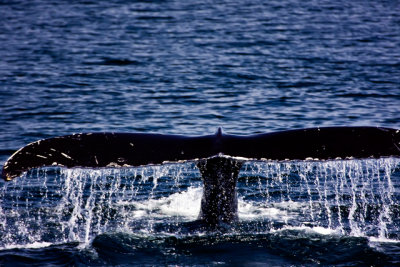 tail 10-3.jpg