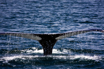 tail 10-5.jpg