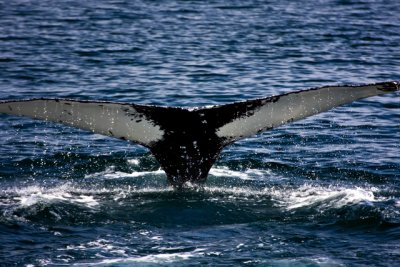 tail 10-6.jpg