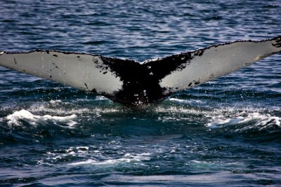 tail 10-7.jpg
