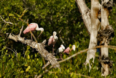 pink birds.jpg