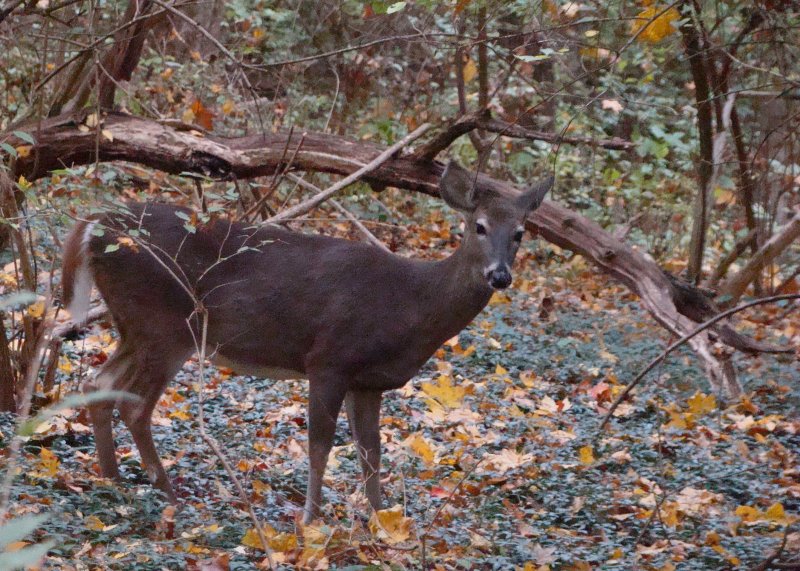 A doe in Warner Park