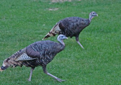 Wild turkeys at Zion