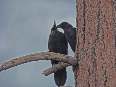 A couple of ravens sharing dinner in Bryce Canyon