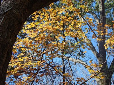 Fall in Warner Park