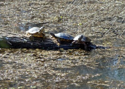 Denizens of the lake take the late winter sun