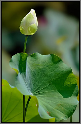 Lotus blanc