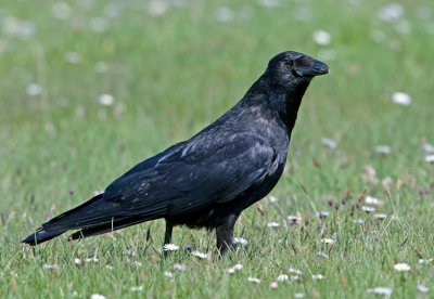 Carrion Crow (Corvus corone corone)