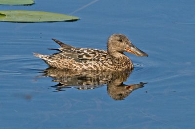 Shoveler (Anas clypeata)