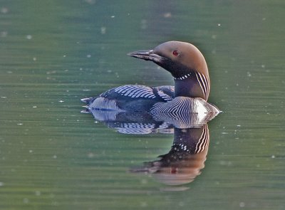 Black-throated Diver (Gavia arctica)