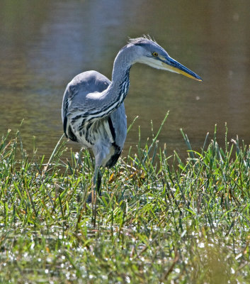 Grey Heron (Ardea cinera)