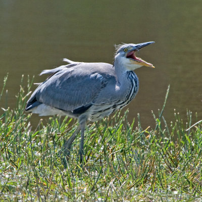 Grey Heron (Ardea cinera)