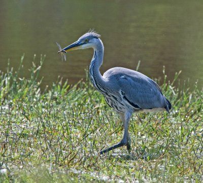 Grey Heron (Ardea cinera)