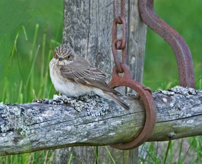 Spotted Flycatcher (Muscicapa striata)