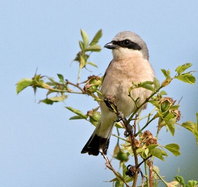 Red-backed Shrike (Lanius collurio) 