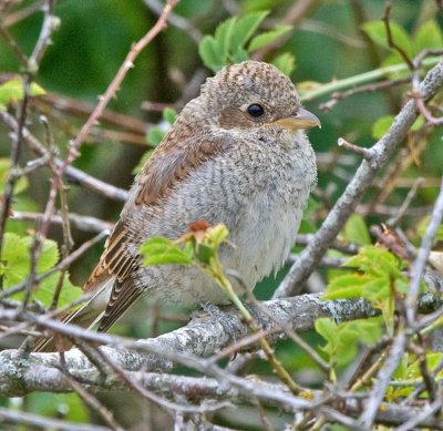 Red-backed Shrike (Lanius collurio) 