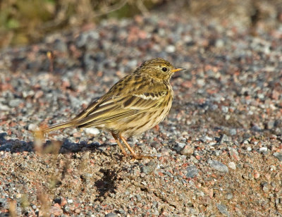 Meadow Pipit (Anthus pratensis)