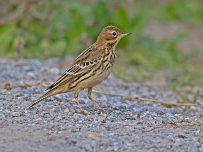 Red-throated Pipit (Anthus cervinus)