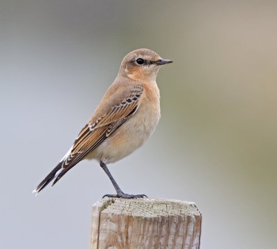 Wheatear (Oenanthe oenanthe)