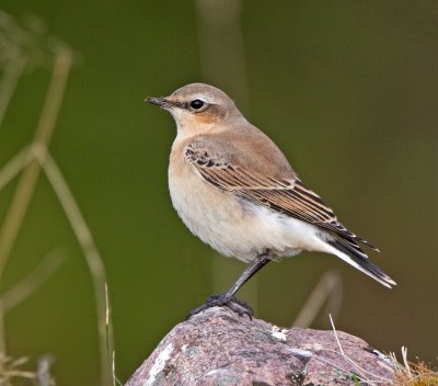 Wheatear (Oenanthe oenanthe)