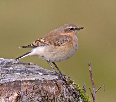 Wheatear (Oenanthe oenanthe)