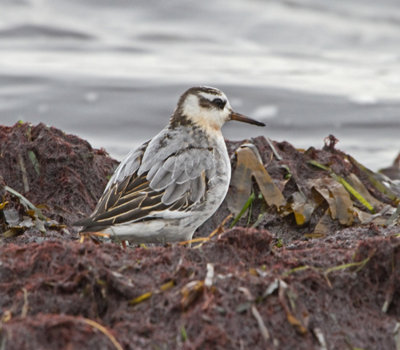 Grey Phalarope (Phalaropus fulicarius)