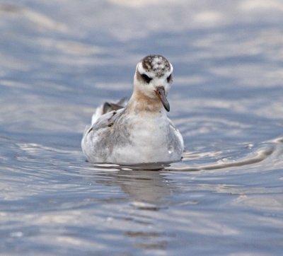 Grey Phalarope (Phalaropus fulicarius)