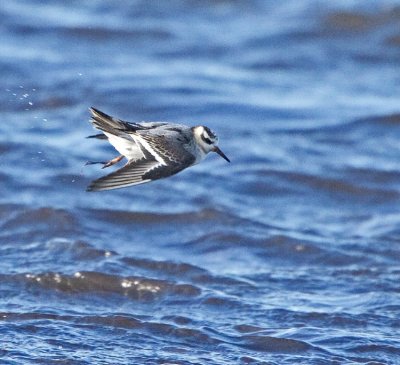 Grey Phalarope (Phalaropus fulicarius)