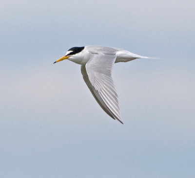 Little Tern (Sterna albifrons)