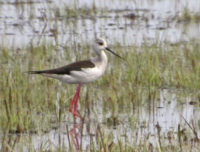 Black-winged Stilt (Himantopus himantopus)