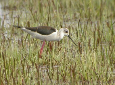Black-winged Stilt (Himantopus himantopus)
