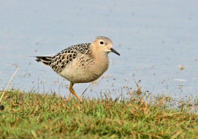 Buff-breasted Sandpiper (Tryngites subruficollis)