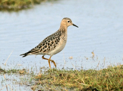 Buff-breasted Sandpiper (Tryngites subruficollis)