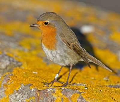 Robin (Erithacus rubecula)