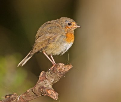 Robin (Erithacus rubecula)