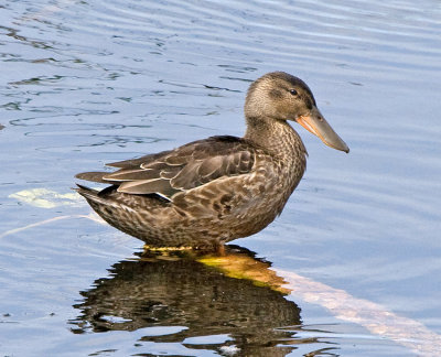 Shoveler (Anas clypeata)