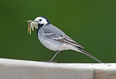 Pied Wagtail (Motacilla alba)