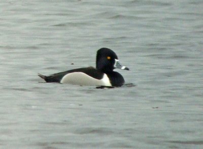 Ring-necked Duck (Aythya collaris)