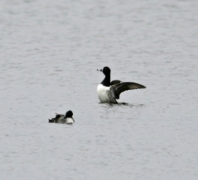 Ring-necked Duck (Aythya collaris)