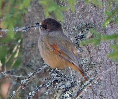 Siberian Jay (Perisoreus infaustus) 